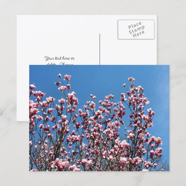 Magnolia Flowers Blue Sky Personalised Postcard (Front/Back)