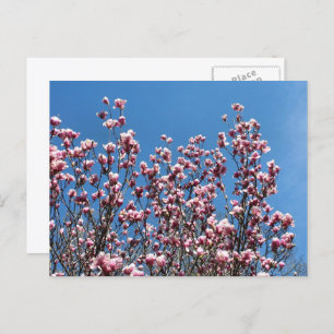Magnolia Flowers Blue Sky Personalized Postcard