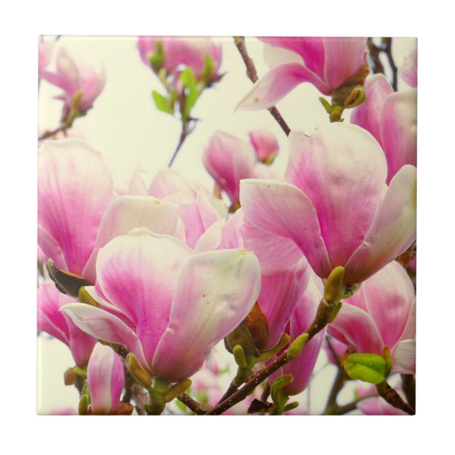 Magnolia Flowers Floral Botanical Blossom  Tile (Front)