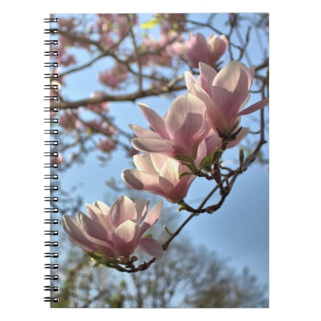 Magnolia Flowers in Spring Notebook (Front)