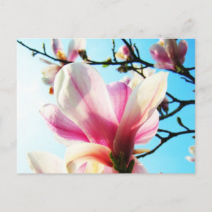 Magnolia flowers - Postcard