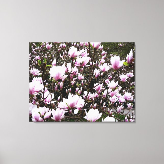 Magnolia Garden Canvas Print (Front)