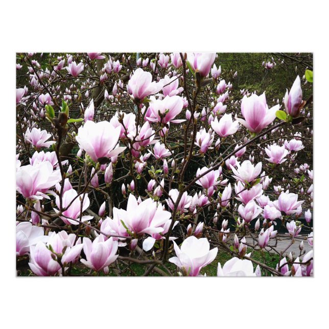 Magnolia Garden Photo Print (Front)