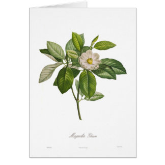 Magnolia glauca