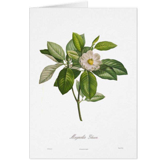 Magnolia glauca (Front)