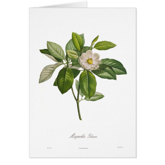 Magnolia glauca card