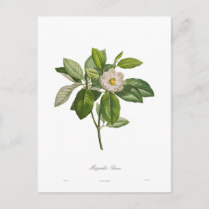 Magnolia glauca postcard