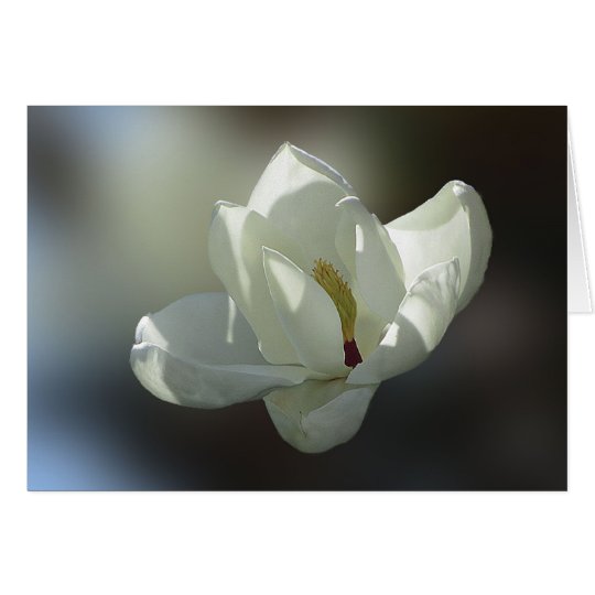Magnolia Grandiflora Card