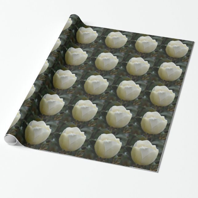 Magnolia Grandiflora Gift Wrap (Unrolled)