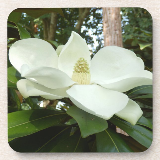 Magnolia Grandiflora Hard Plastic Coaster (Front)