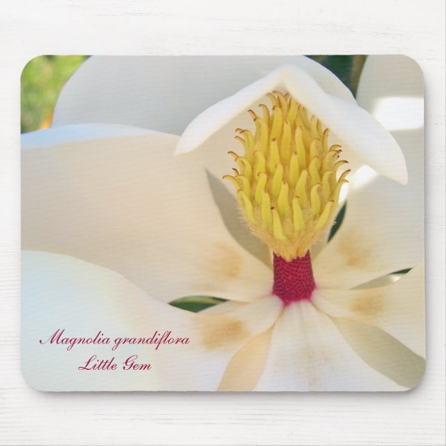 Magnolia grandiflora 'Little Gem' Mouse Mat (Front)