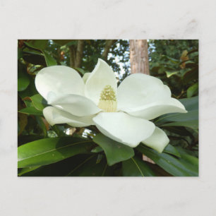 Magnolia Grandiflora Postcard