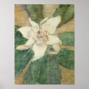 Magnolia Grandiflora Poster