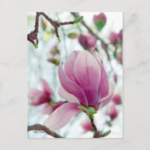 Magnolia High Postcard