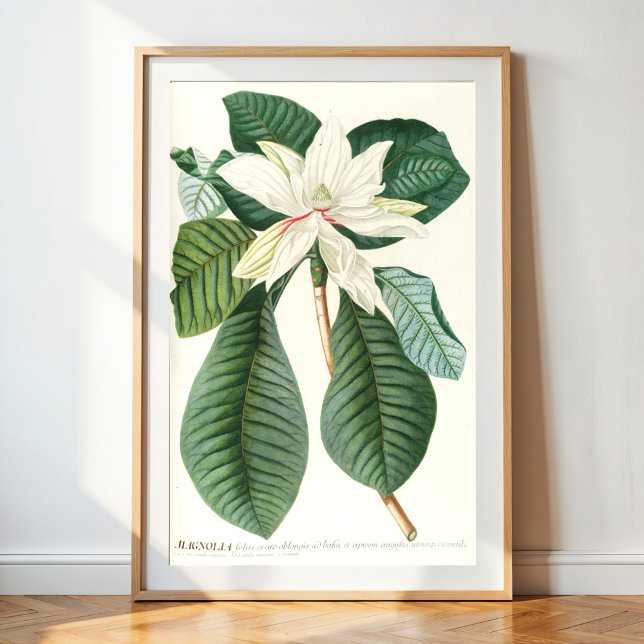 Magnolia III (1750-1773) Poster (Creator Uploaded)