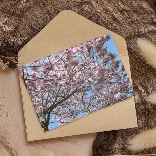 Magnolia in April Postcard (Creator Uploaded)