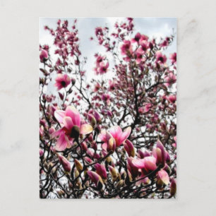 Magnolia in Bloom Postcard