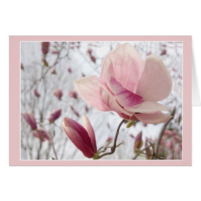 Magnolia In Pink (Front Horizontal)