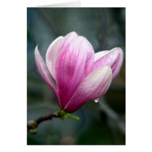 Magnolia In Rain