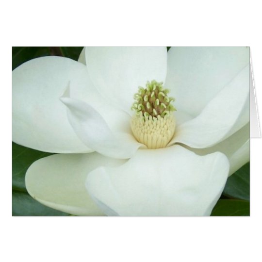 Magnolia magnified card