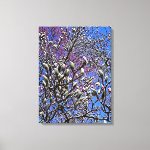 Magnolia, Mass of Buds Canvas Print