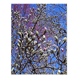 Magnolia, Mass of Buds Photo Print
