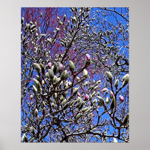 Magnolia, Mass of Buds Poster