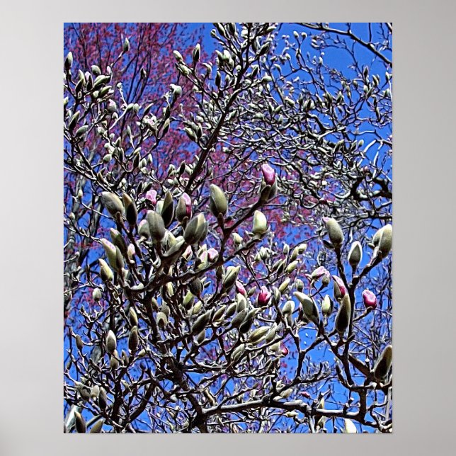 Magnolia, Mass of Buds Poster (Front)