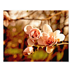 Magnolia Mood in Pink Photo Print