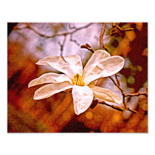 Magnolia Mood Photo Print