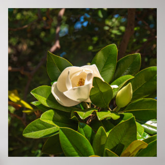 Magnolia of Corfu Poster