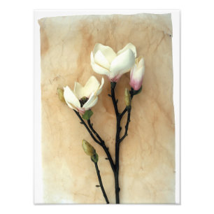 'Magnolia on Parchment' photo print 16" x 20"