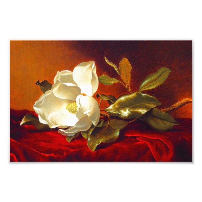 Magnolia on Red Velvet Martin Johnson Heade Photo Print (Front)