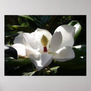 magnolia photography photo poster art print