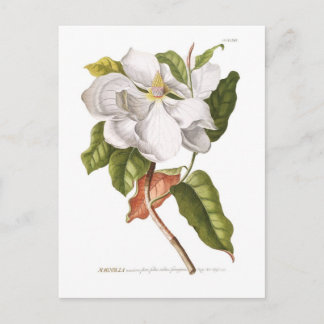 Magnolia. Postcard