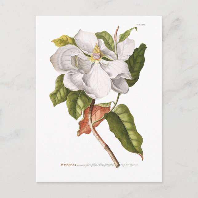 Magnolia. Postcard (Front)