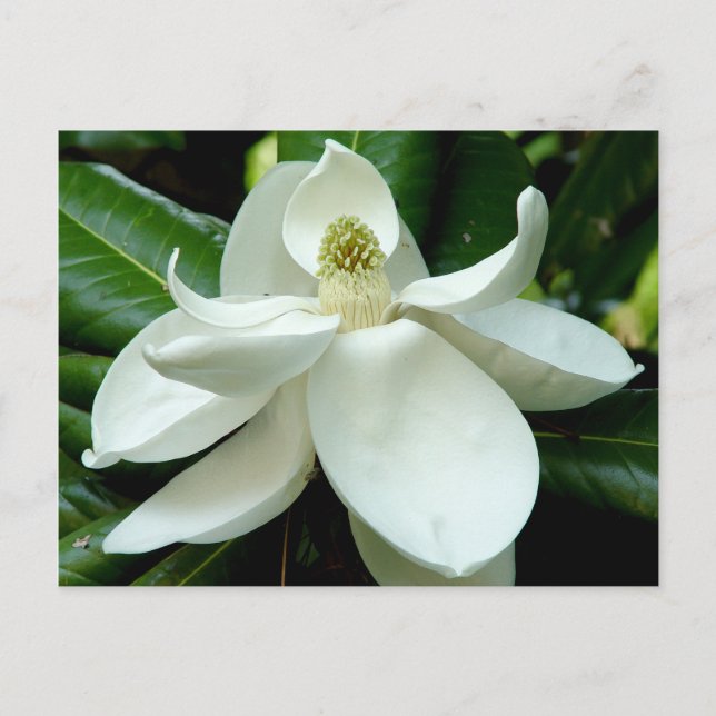 Magnolia Postcard (Front)