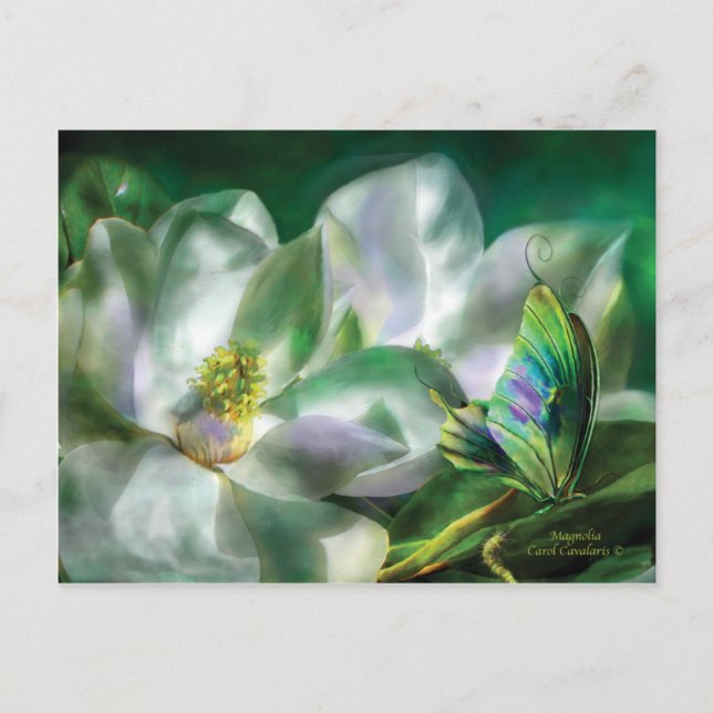 Magnolia Postcard (Front)