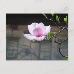 MAGNOLIA POSTCARD