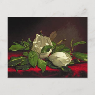 Magnolia Postcard