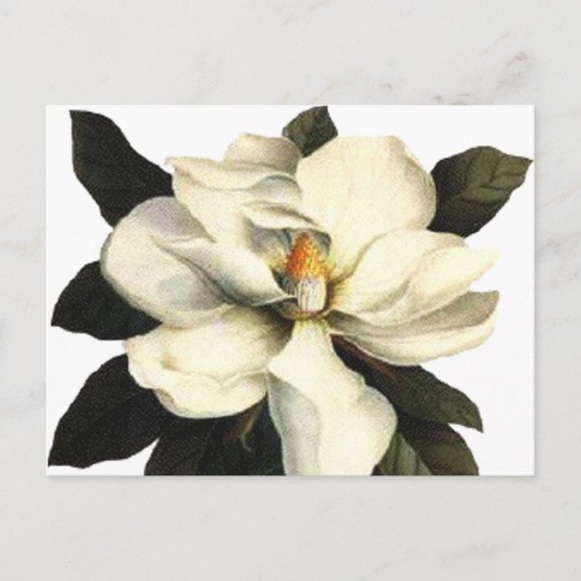 Magnolia Postcard (Front)
