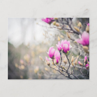 Magnolia Postcard