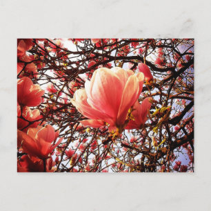 Magnolia Postcard