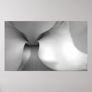 Magnolia Poster