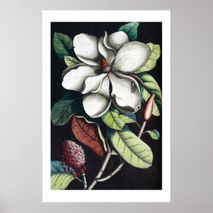 Magnolia poster