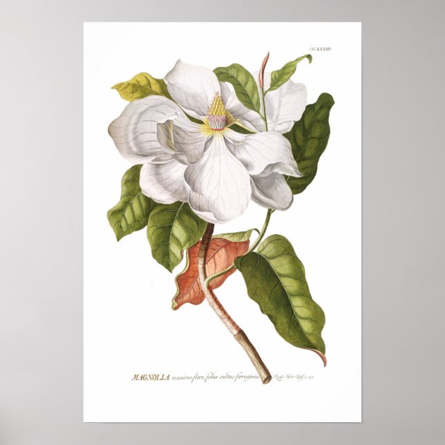 Magnolia. Poster (Front)