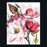 Magnolia Poster<br><div class="desc">Beautiful botanical illustration of magnolias</div>