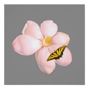 Magnolia Print, Value Poster Paper (Semi-Gloss)