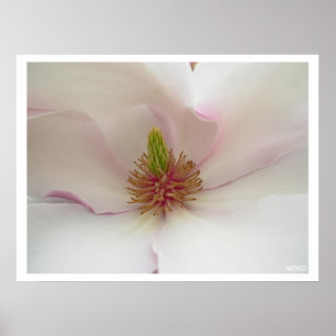 Magnolia Print White Flower Poster Print