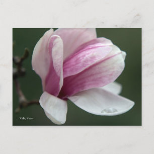 Magnolia Rain Drop Postcard